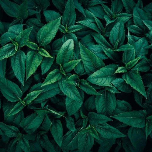 herbalism leveling guide cataclysm