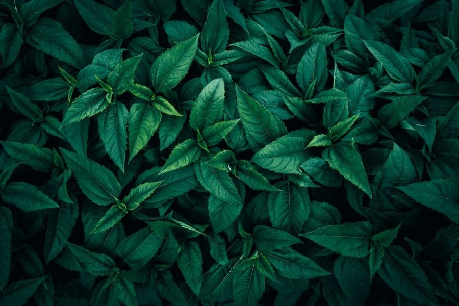 herbalism leveling guide cataclysm